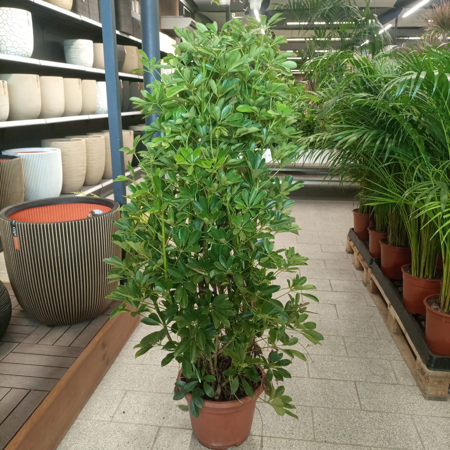 Schefflera Arboricola | 1.0 - 1.2 m