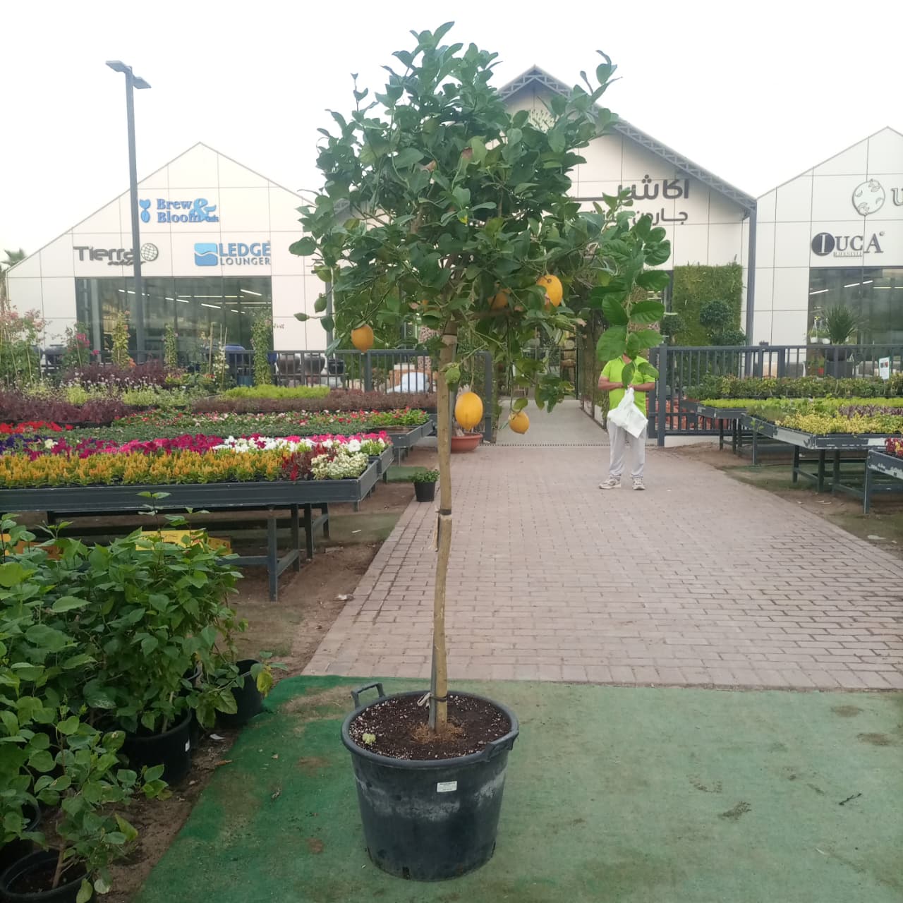 شجرة الحمضيات الليمونية نوع 1H، 18LP، 2.0-2.5M