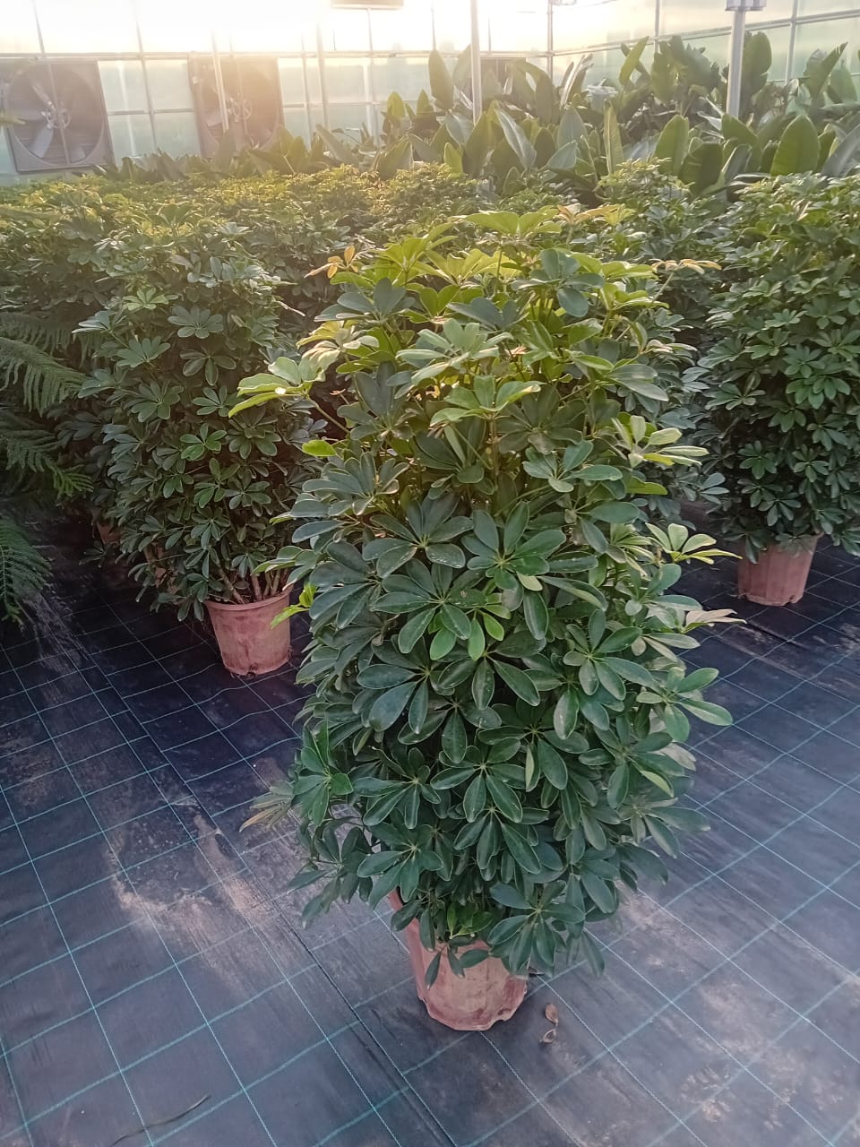 Schefflera Arboricola (Dwarf Umbrella Tree) | 1.0 m