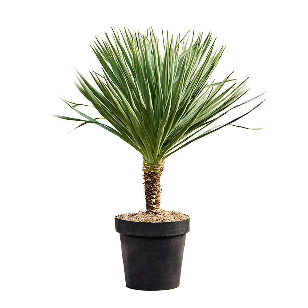 Yucca Gloriosa 60-80cm (OAH)