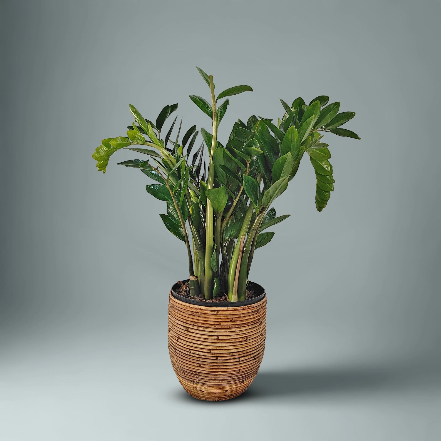 Zamioculcas Zamiifolia (ZZ Plant) | 80 - 90 cm