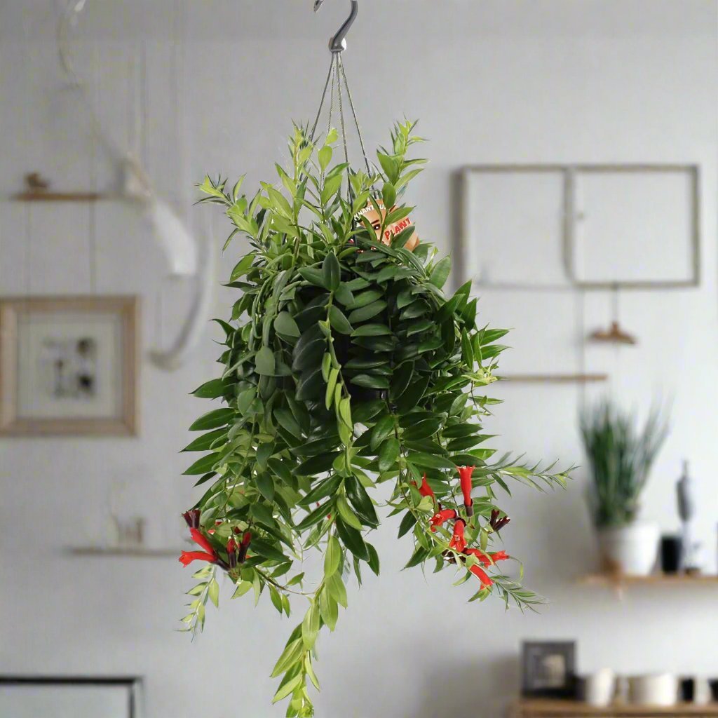 Aeschynanthus Caroline (Lipstick plant) | 40 - 60cm - Acacia Garden Center