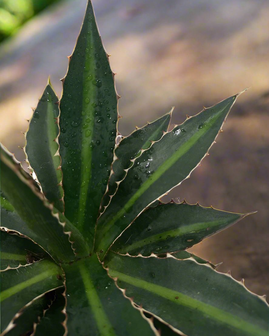 Agave Lophantha 'Green' | 20 - 30cm - Acacia Garden Center