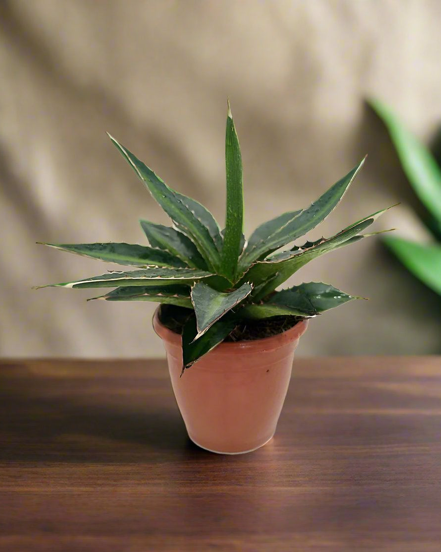 Agave Lophantha 'Green' | 20 - 30cm - Acacia Garden Center