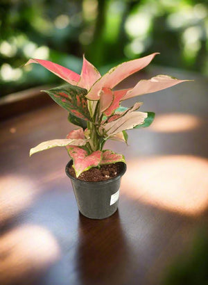 Aglaonema Commutatum (Chinese evergreen) | 40 - 60cm - Acacia Garden Center