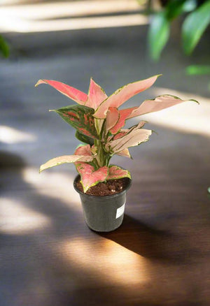 Aglaonema Commutatum (Chinese evergreen) | 40 - 60cm - Acacia Garden Center