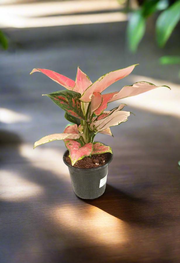 Aglaonema Commutatum (Chinese evergreen) | 40 - 60cm - Acacia Garden Center