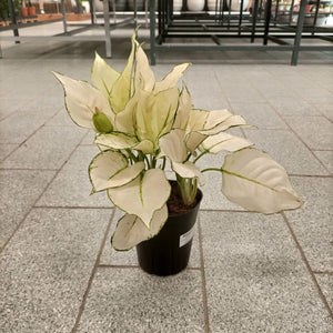 Aglaonema Rotundun Anjamanee (Aglaonema White Joy) | 20 - 25 cm - Acacia Garden Center