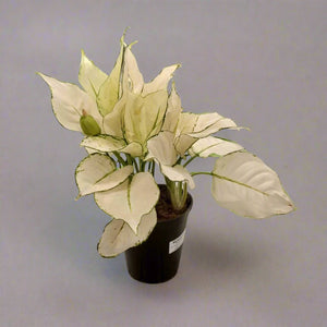 Aglaonema Rotundun Anjamanee (Aglaonema White Joy) | 20 - 25 cm - Acacia Garden Center
