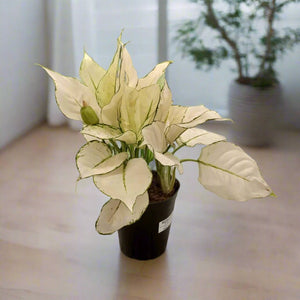 Aglaonema Rotundun Anjamanee (Aglaonema White Joy) | 20 - 25 cm - Acacia Garden Center