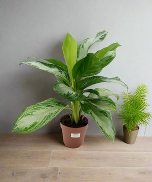 Aglaonema Rotundun (Cleopatra) | 40 - 60cm - Acacia Garden Center