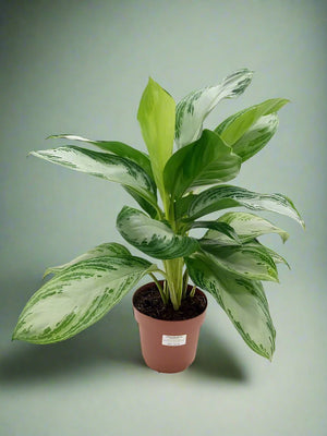 Aglaonema Rotundun (Cleopatra) | 40 - 60cm - Acacia Garden Center