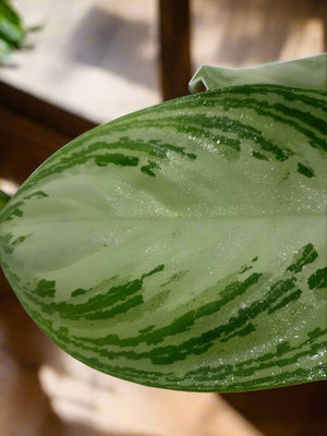 Aglaonema Rotundun (Cleopatra) | 40 - 60cm - Acacia Garden Center