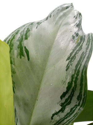 Aglaonema Rotundun (Cleopatra) | 40 - 60cm - Acacia Garden Center