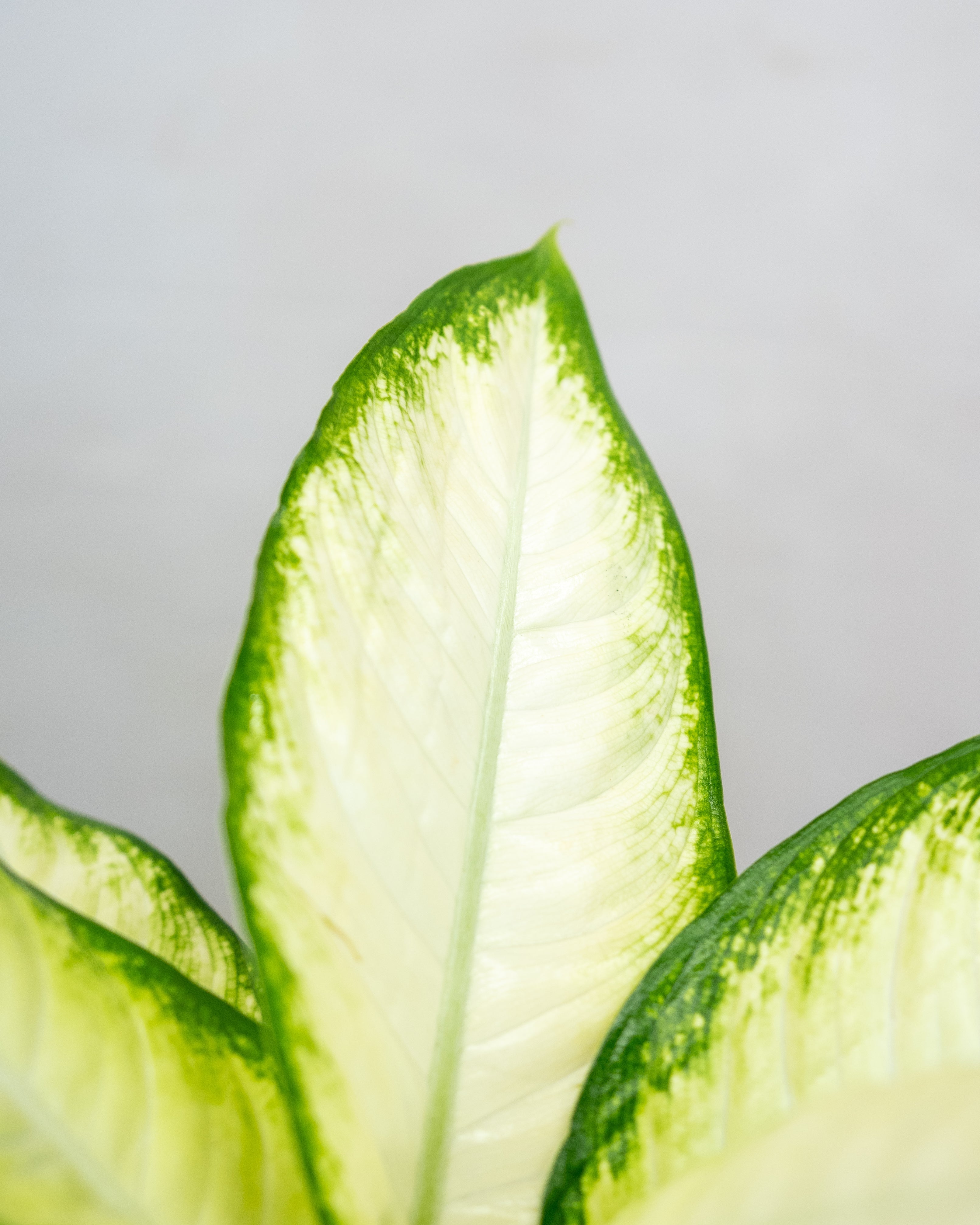 Air Purifying Set - Acacia Garden Center