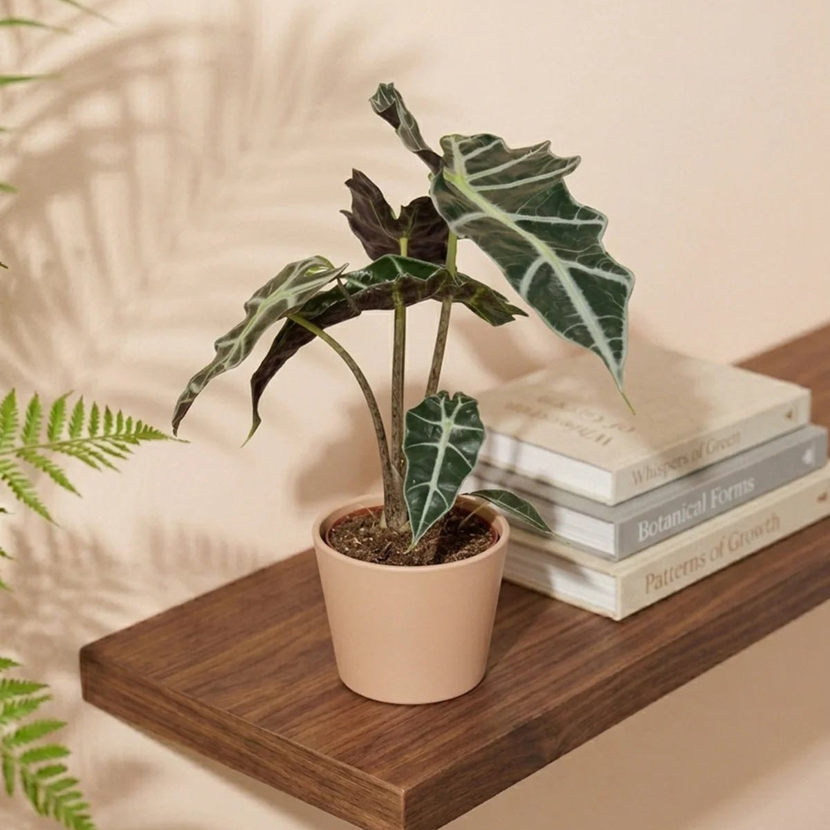 poly elephant ear plant care indoors Buy Alocasia Polly (Elephant ear plant) 30 - 40cm