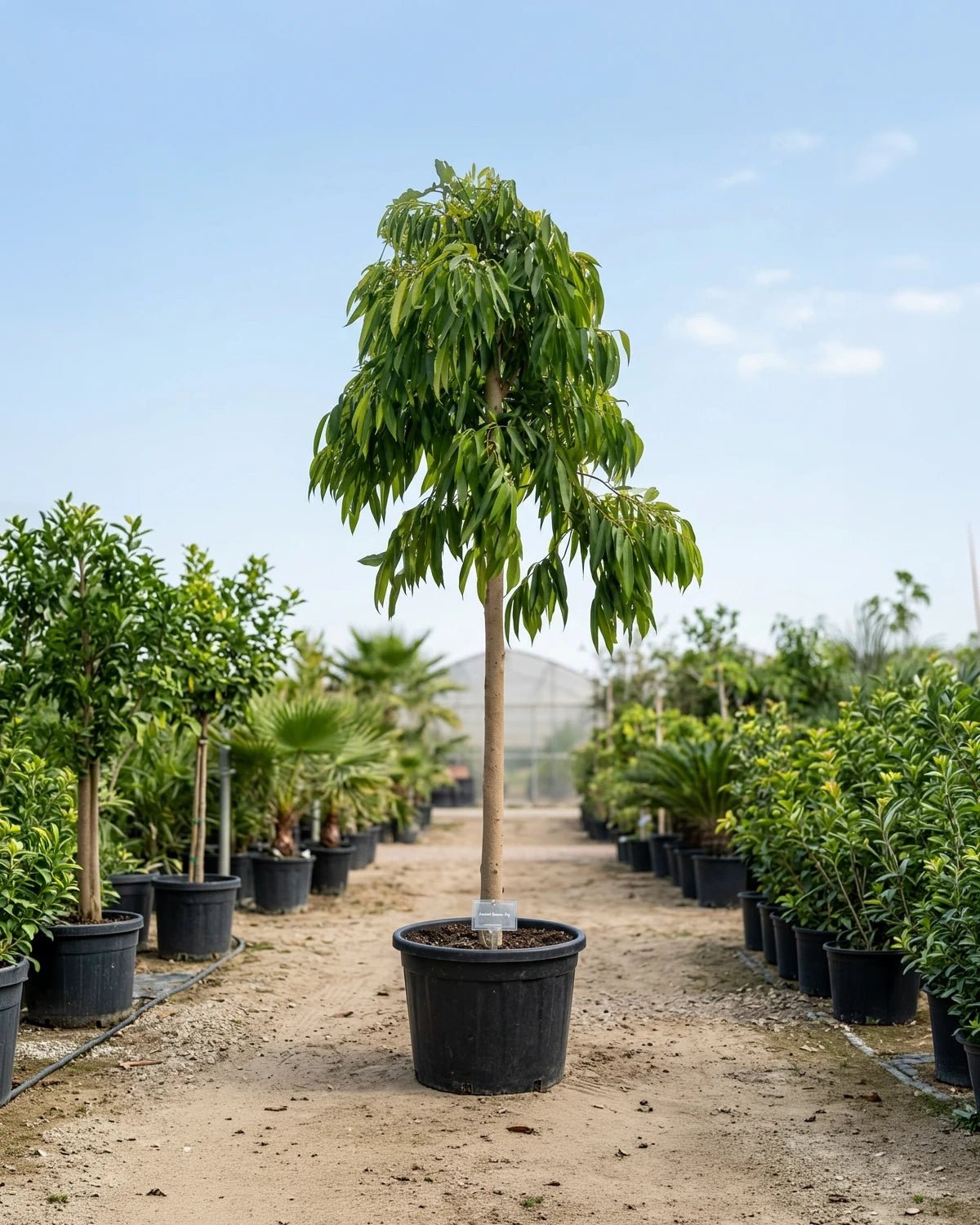 Amstel Queen Fig (Ficus binnendijkii) | 3.5–4.0 m, 18–20 cm Girth - Acacia Garden Center