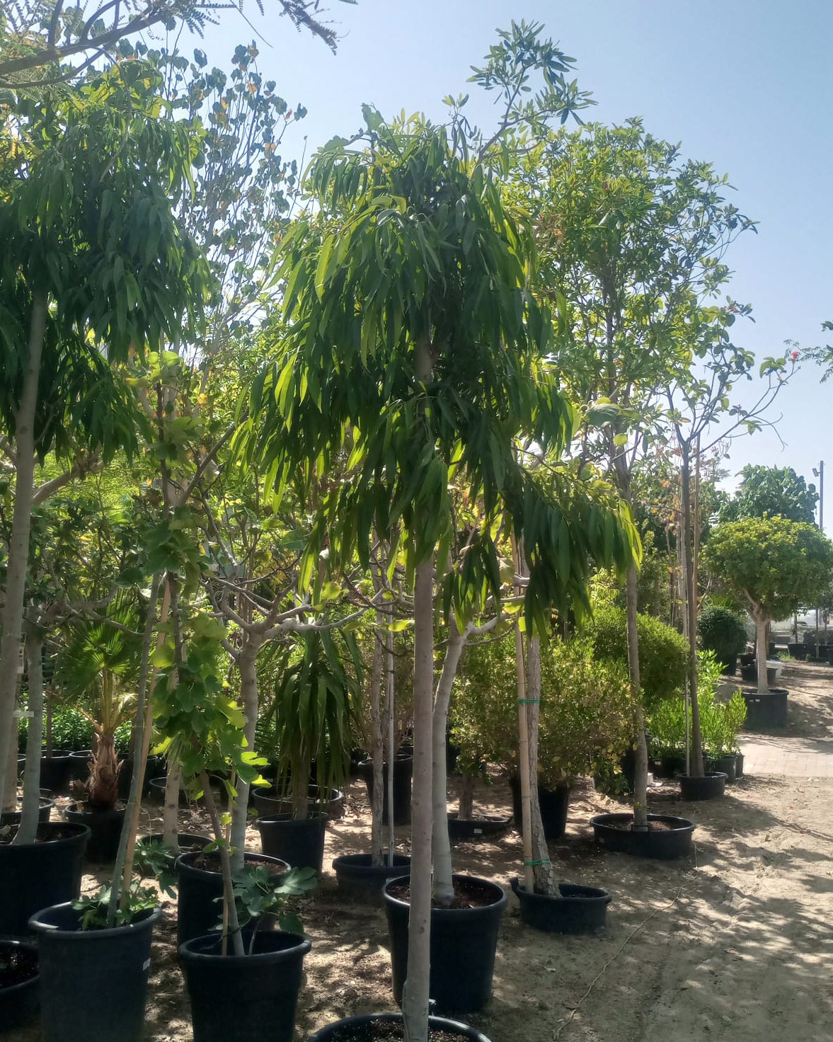 Amstel Queen Fig (Ficus binnendijkii) | 3.5–4.0 m, 18–20 cm Girth - Acacia Garden Center