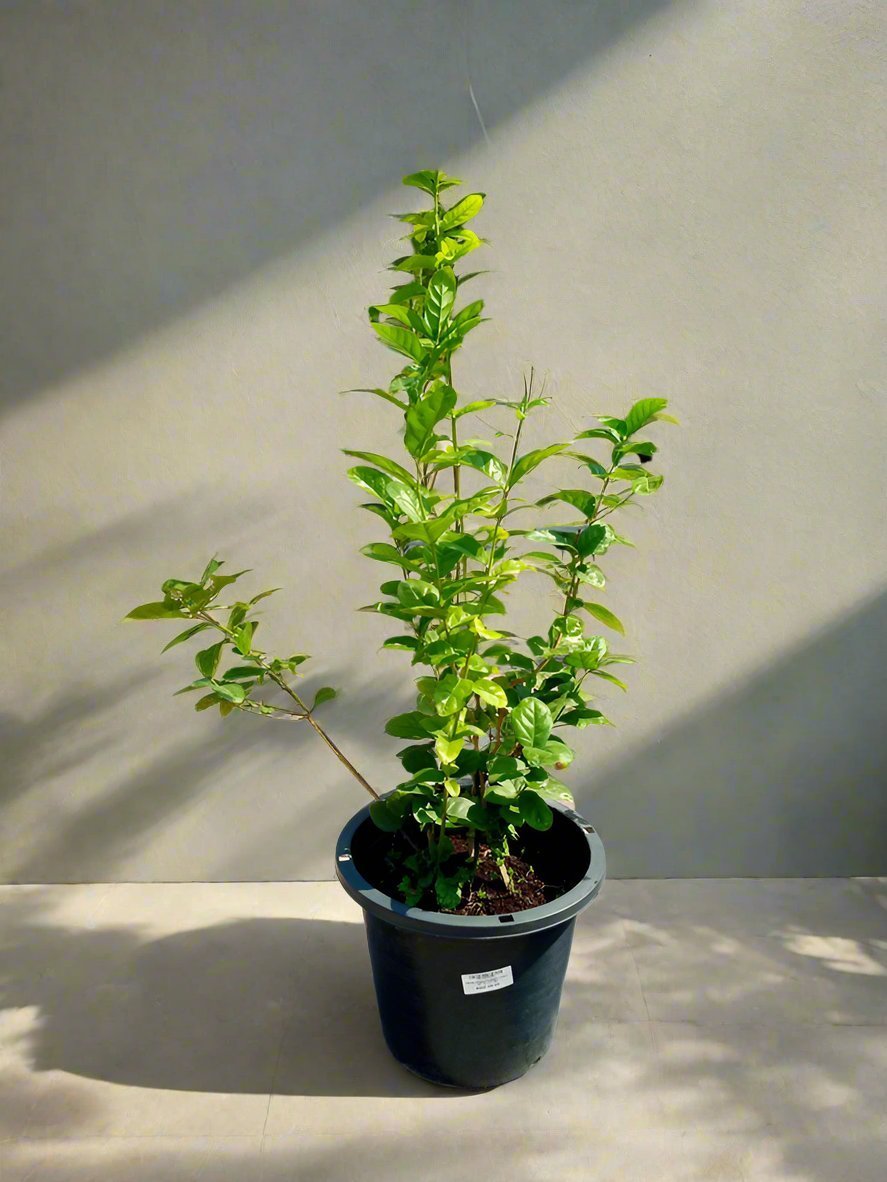 Arabian Jasmine (Jasminum sambac) | Fragrant Shrub, 10–20 cm - Acacia Garden Center