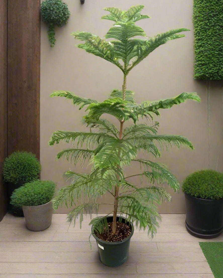 Araucaria Heterophylla (Norfolk island pine) | 1.0 - 1.5m - Acacia Garden Center