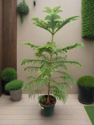 Araucaria Heterophylla (Norfolk island pine) | 1.0 - 1.5m - Acacia Garden Center