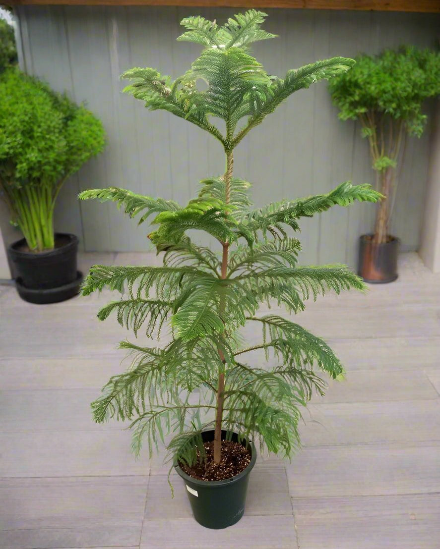 Araucaria Heterophylla (Norfolk island pine) | 1.0 - 1.5m - Acacia Garden Center