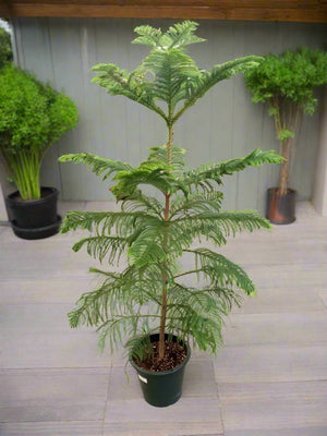 Araucaria Heterophylla (Norfolk island pine) | 1.0 - 1.5m - Acacia Garden Center