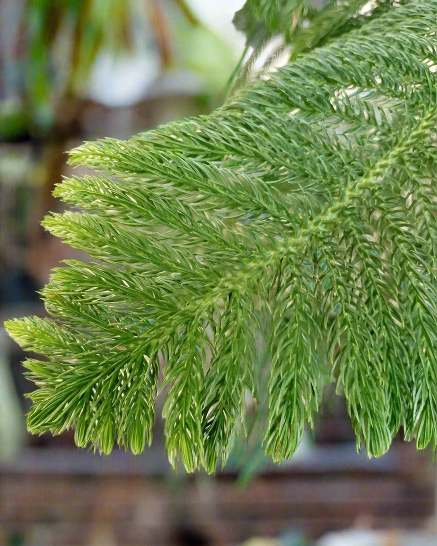 Araucaria Heterophylla (Norfolk island pine) | 1.0 - 1.5m - Acacia Garden Center