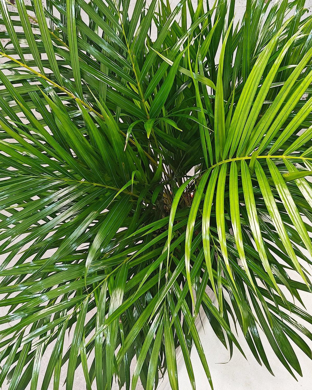 Areca Palm (Chrysalidocarpus/Dypsis lutescens) | 1.5 - 2.0 m - Acacia Garden Center