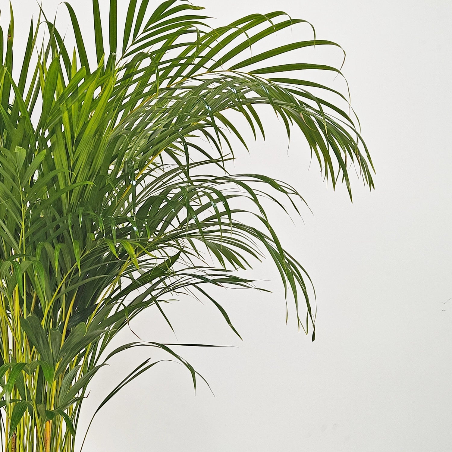 Areca Palm (Chrysalidocarpus/Dypsis lutescens) | 1.5 - 2.0 m - Acacia Garden Center