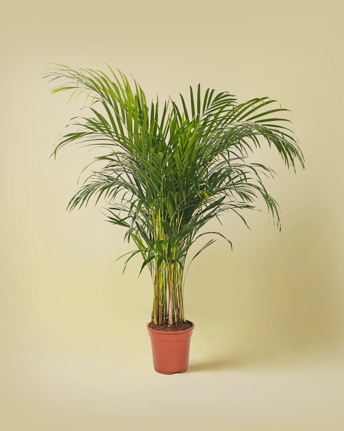 Areca Palm (Chrysalidocarpus/Dypsis lutescens) | 1.5 - 2.0 m - Acacia Garden Center