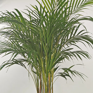 Areca Palm (Chrysalidocarpus/Dypsis lutescens) | 90 - 100 cm - Acacia Garden Center