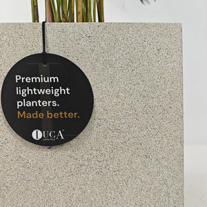 Areca Palm (Chrysalidocarpus/Dypsis lutescens) | 90 - 100 cm - Acacia Garden Center