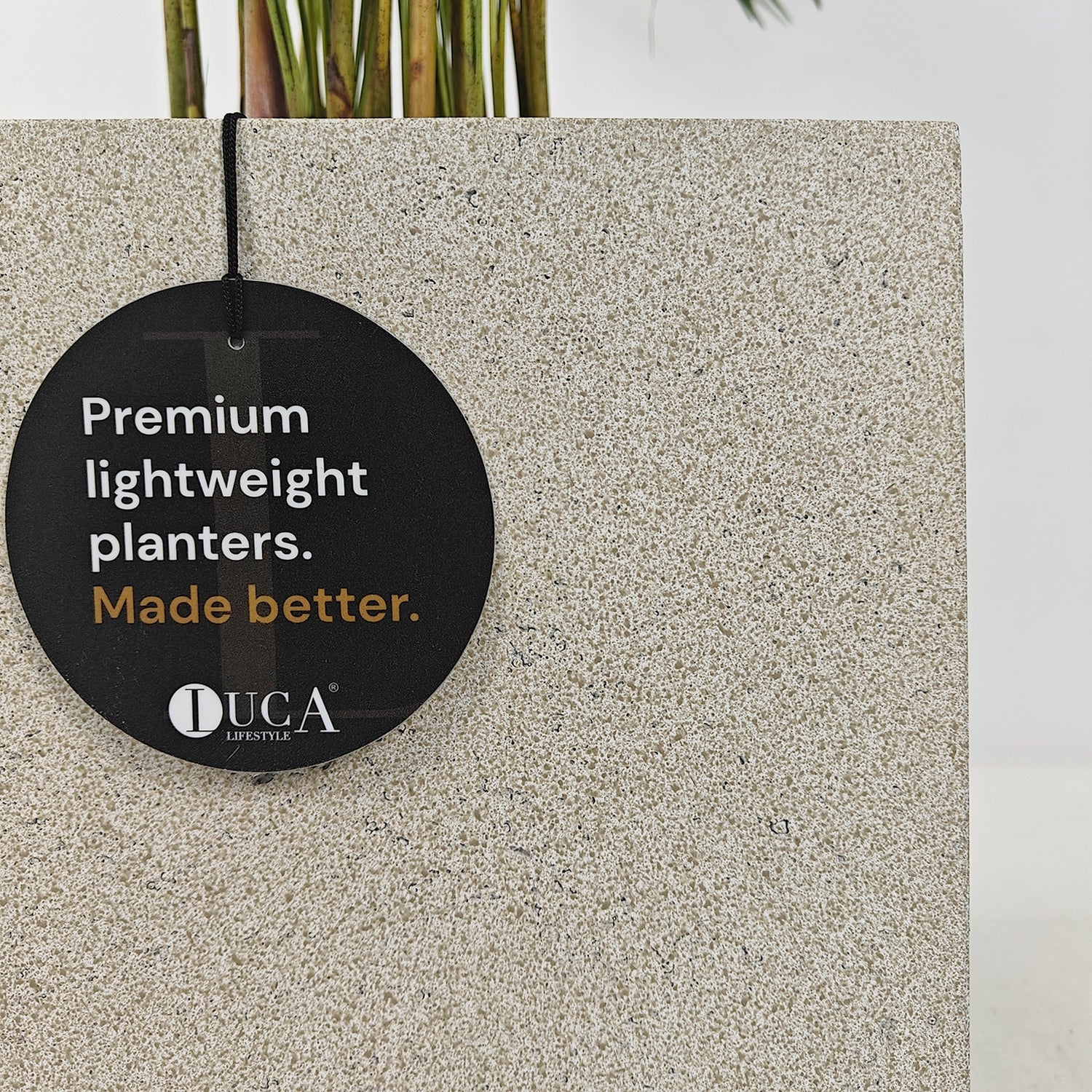 Areca Palm (Chrysalidocarpus/Dypsis lutescens) | 90 - 100 cm - Acacia Garden Center