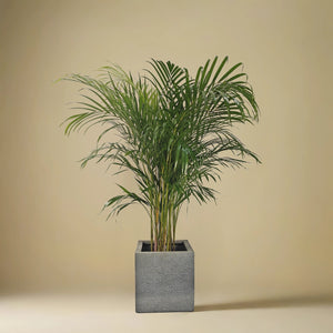 Areca Palm (Chrysalidocarpus/Dypsis lutescens) | 90 - 100 cm - Acacia Garden Center