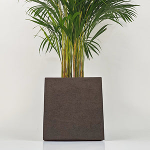 Areca Palm (Chrysalidocarpus/Dypsis lutescens) | 90 - 100 cm - Acacia Garden Center