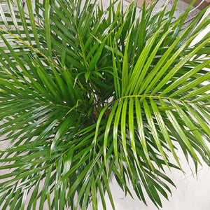 Areca Palm (Chrysalidocarpus/Dypsis lutescens) | 90 - 100 cm - Acacia Garden Center