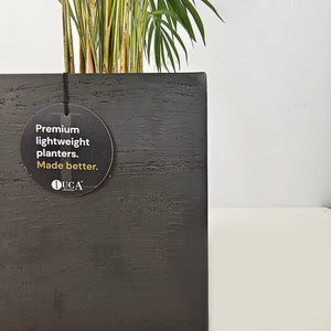 Areca Palm (Chrysalidocarpus/Dypsis lutescens) | 90 - 100 cm - Acacia Garden Center