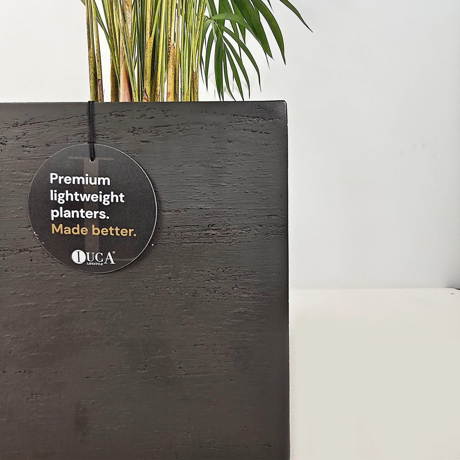 Areca Palm (Chrysalidocarpus/Dypsis lutescens) | 90 - 100 cm - Acacia Garden Center