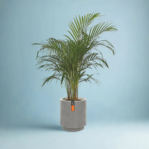 Areca Palm (Chrysalidocarpus/Dypsis lutescens) | 90 - 100 cm - Acacia Garden Center