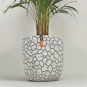 Areca Palm (Chrysalidocarpus/Dypsis lutescens) | 90 - 100 cm - Acacia Garden Center