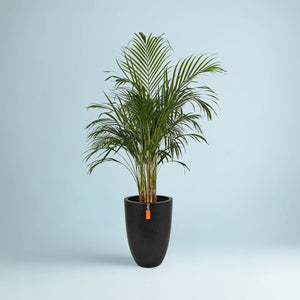 Areca Palm (Chrysalidocarpus/Dypsis lutescens) | 90 - 100 cm - Acacia Garden Center