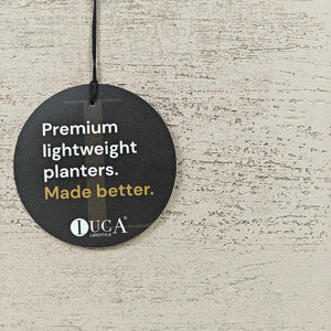 Areca Palm (Chrysalidocarpus/Dypsis lutescens) | 90 - 100 cm - Acacia Garden Center