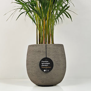 Areca Palm (Chrysalidocarpus/Dypsis lutescens) | 90 - 100 cm - Acacia Garden Center