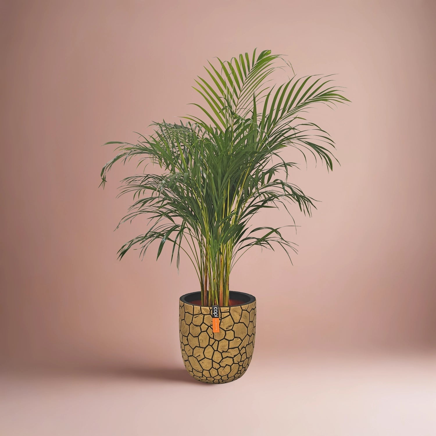 Areca Palm (Chrysalidocarpus/Dypsis lutescens) | 90 - 100 cm - Acacia Garden Center