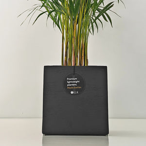 Areca Palm (Chrysalidocarpus/Dypsis lutescens) | 90 - 100 cm - Acacia Garden Center