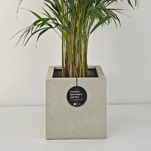 Areca Palm (Chrysalidocarpus/Dypsis lutescens) | 90 - 100 cm - Acacia Garden Center