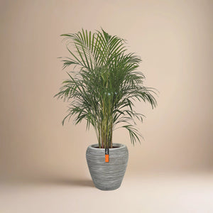 Areca Palm (Chrysalidocarpus/Dypsis lutescens) | 90 - 100 cm - Acacia Garden Center