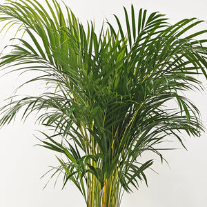 Areca Palm (Chrysalidocarpus/Dypsis lutescens) | 90 - 100 cm - Acacia Garden Center