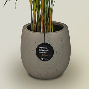 Areca Palm (Chrysalidocarpus/Dypsis lutescens) | 90 - 100 cm - Acacia Garden Center